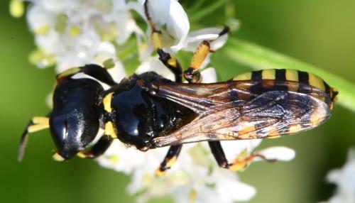 Réf. 308 064 : Ectemnius sp.